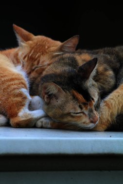 Bulanık arka planda iki sokak kedisinin açık hava portresi 