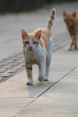 Parktaki sevimli sokak kedisi.