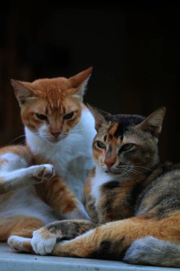 Bulanık arka planda iki sokak kedisinin açık hava portresi 