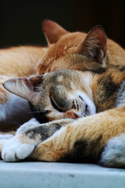 Bulanık arka planda iki sokak kedisinin açık hava portresi 