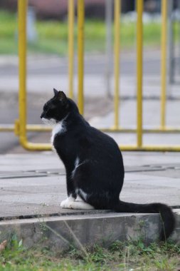 Parktaki sevimli sokak kedisi.