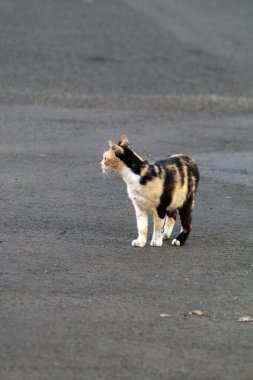 Parktaki sevimli sokak kedisi.