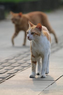 Bulanık arka planda iki sokak kedisinin açık hava portresi 