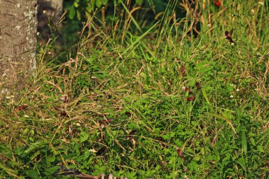 Çayırdaki yabani otlar. Yaklaş.