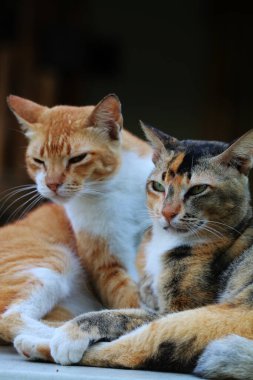 Bulanık arka planda iki sokak kedisinin açık hava portresi 