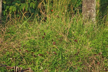 Çayırdaki yabani otlar. Yaklaş.