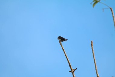 Mavi gökyüzüne karşı dallar üzerinde kuşlar 