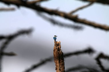 Bulanık doğa arkaplanındaki ağaç kütüğünde mavi balıkçıl 