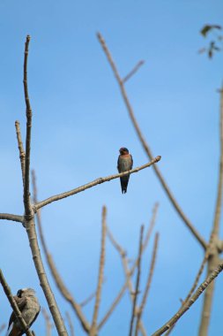 Mavi gökyüzüne karşı dallar üzerinde kuşlar 