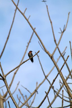 Mavi gökyüzüne karşı dallar üzerinde kuşlar 