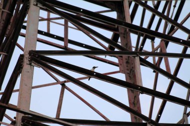 Bulanık doğa arkaplanındaki ağaç kütüğünde mavi balıkçıl  