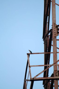 Bulanık doğa arkaplanındaki ağaç kütüğünde mavi balıkçıl  