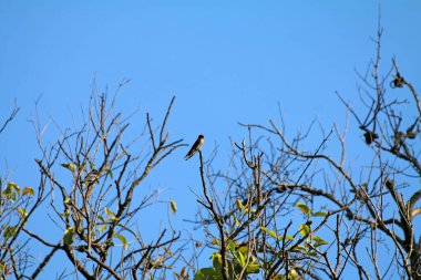 Mavi gökyüzüne karşı dallar üzerinde kuşlar 