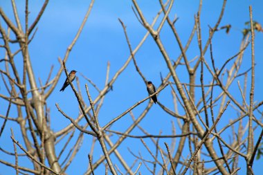 Mavi gökyüzüne karşı dallar üzerinde kuşlar 