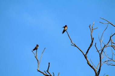 Mavi gökyüzüne karşı dallar üzerinde kuşlar 