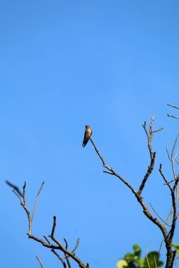 Kuşlar ağaç dalına tünemiş.
