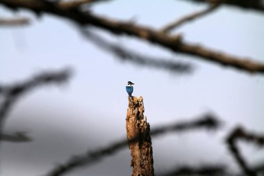 Bulanık doğa arkaplanındaki ağaç kütüğünde mavi balıkçıl 