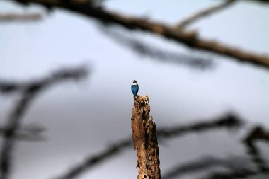 Bulanık doğa arkaplanındaki ağaç kütüğünde mavi balıkçıl 