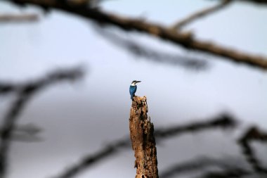Nehir balıkçısı (