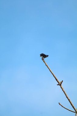 Kuşlar ağaç dalına tünemiş.