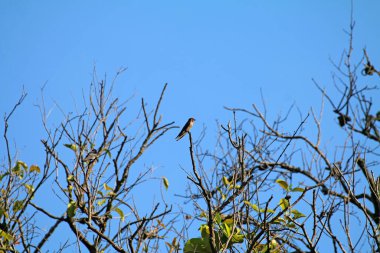 Kuşlar ağaç dalına tünemiş.