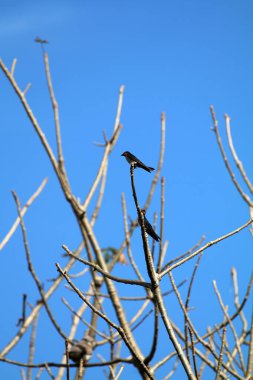 Kuşlar ağaç dalına tünemiş.