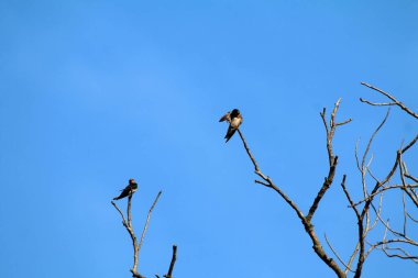Kuşlar ağaç dalına tünemiş.