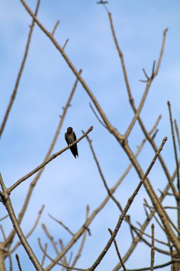 Kuşlar ağaç dalına tünemiş.