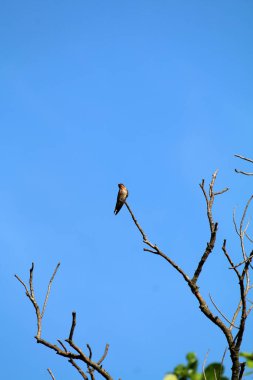 Kuşlar ağaç dalına tünemiş.