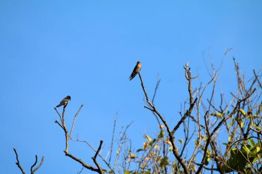 Kuşlar ağaç dalına tünemiş.