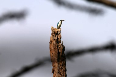 Nehir balıkçısı (