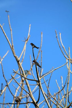 Kuşlar ağaç dalına tünemiş.