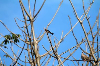 Kuşlar ağaç dalına tünemiş.