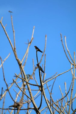 Kuşlar ağaç dalına tünemiş.