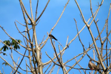 Kuşlar ağaç dalına tünemiş.