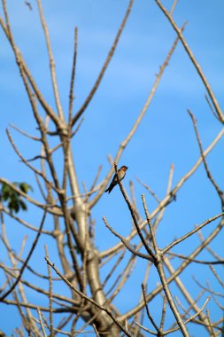 Kuşlar ağaç dalına tünemiş.