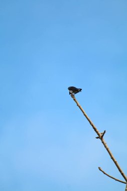 Kuşlar ağaç dalına tünemiş.