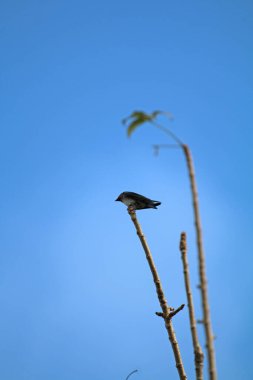 Kuşlar ağaç dalına tünemiş.