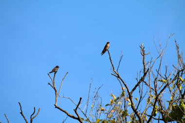 Kuşlar ağaç dalına tünemiş.