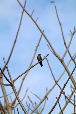 Kuşlar ağaç dalına tünemiş.