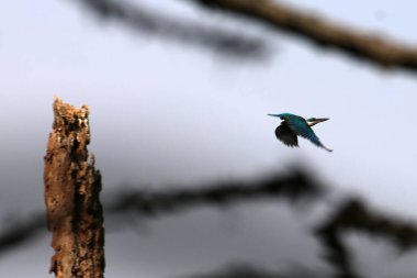 Nehir balıkçısı (