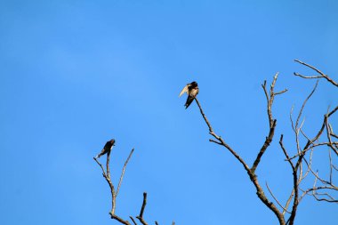 Kuşlar ağaç dalına tünemiş.