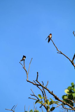 Kuşlar ağaç dalına tünemiş.