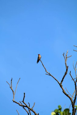 Kuşlar ağaç dalına tünemiş.