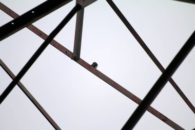 Nehir balıkçısı (