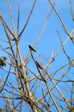 Kuşlar ağaç dalına tünemiş.