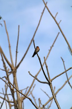 Kuşlar ağaç dalına tünemiş.