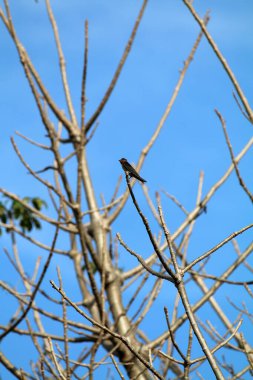 Kuşlar ağaç dalına tünemiş.