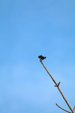 Kuşlar ağaç dalına tünemiş.