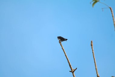 Kuşlar ağaç dalına tünemiş.